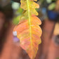 Philodendron Ring of Fire