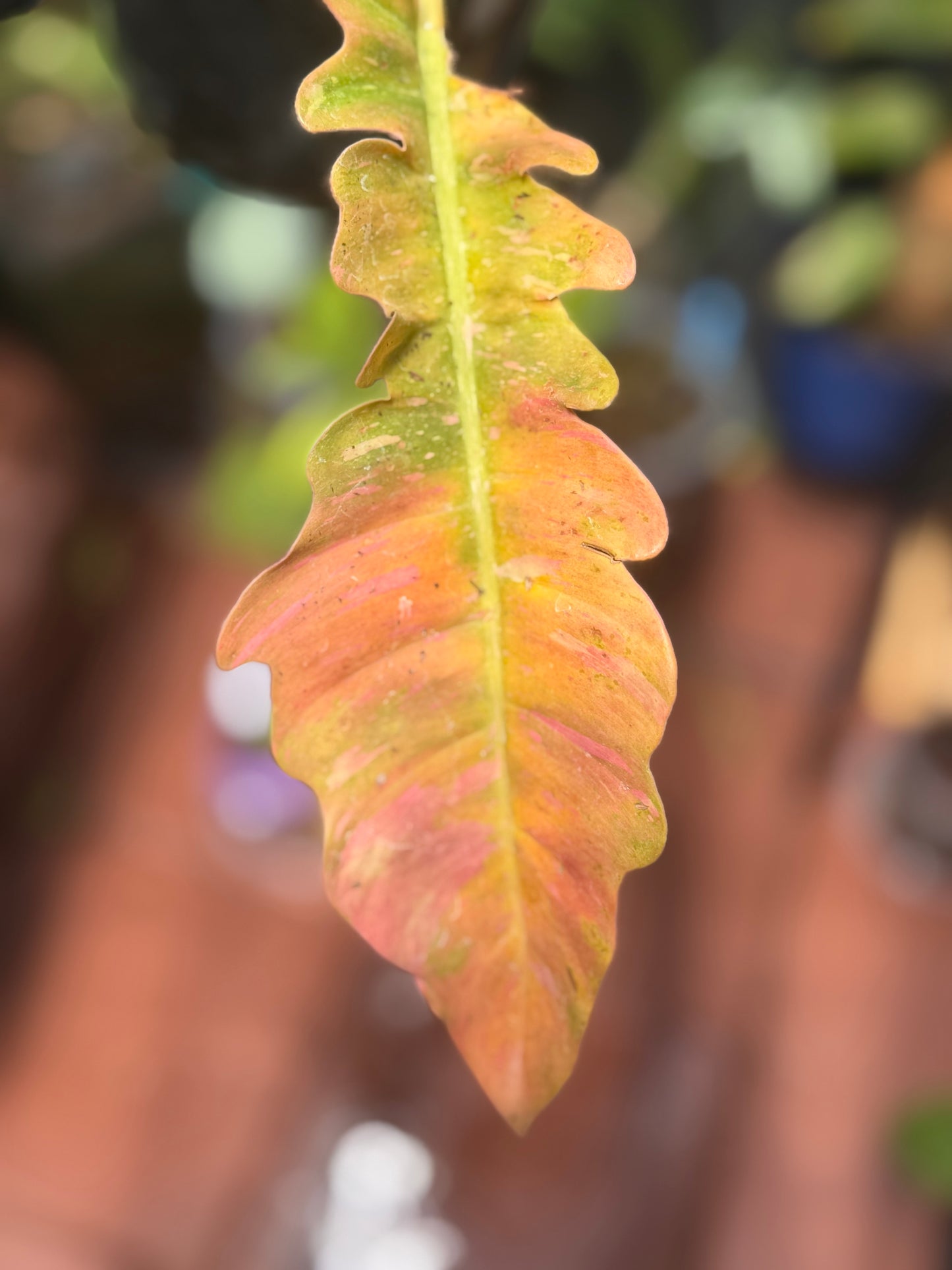 Philodendron Ring of Fire