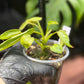 Philodendron Spiritus Sancti