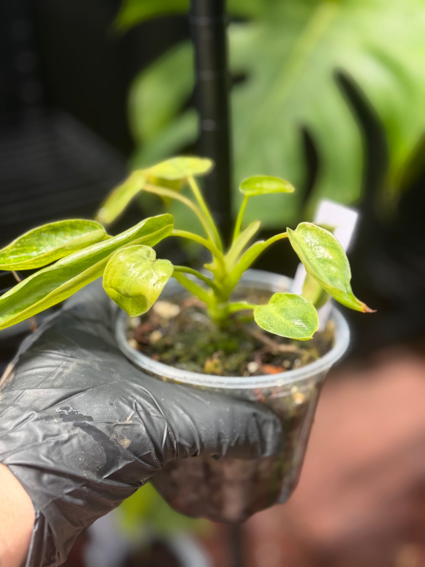 Philodendron Spiritus Sancti