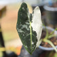 Alocasia Frydek Variegated