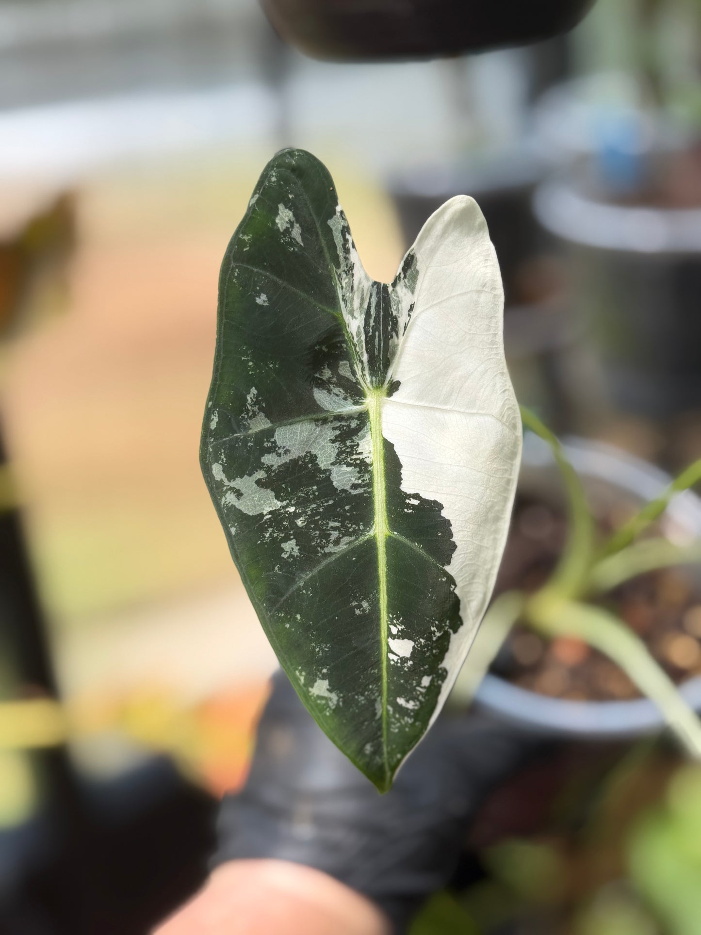 Alocasia Frydek Variegated