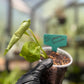 Seed Grown Monstera Deliciousa