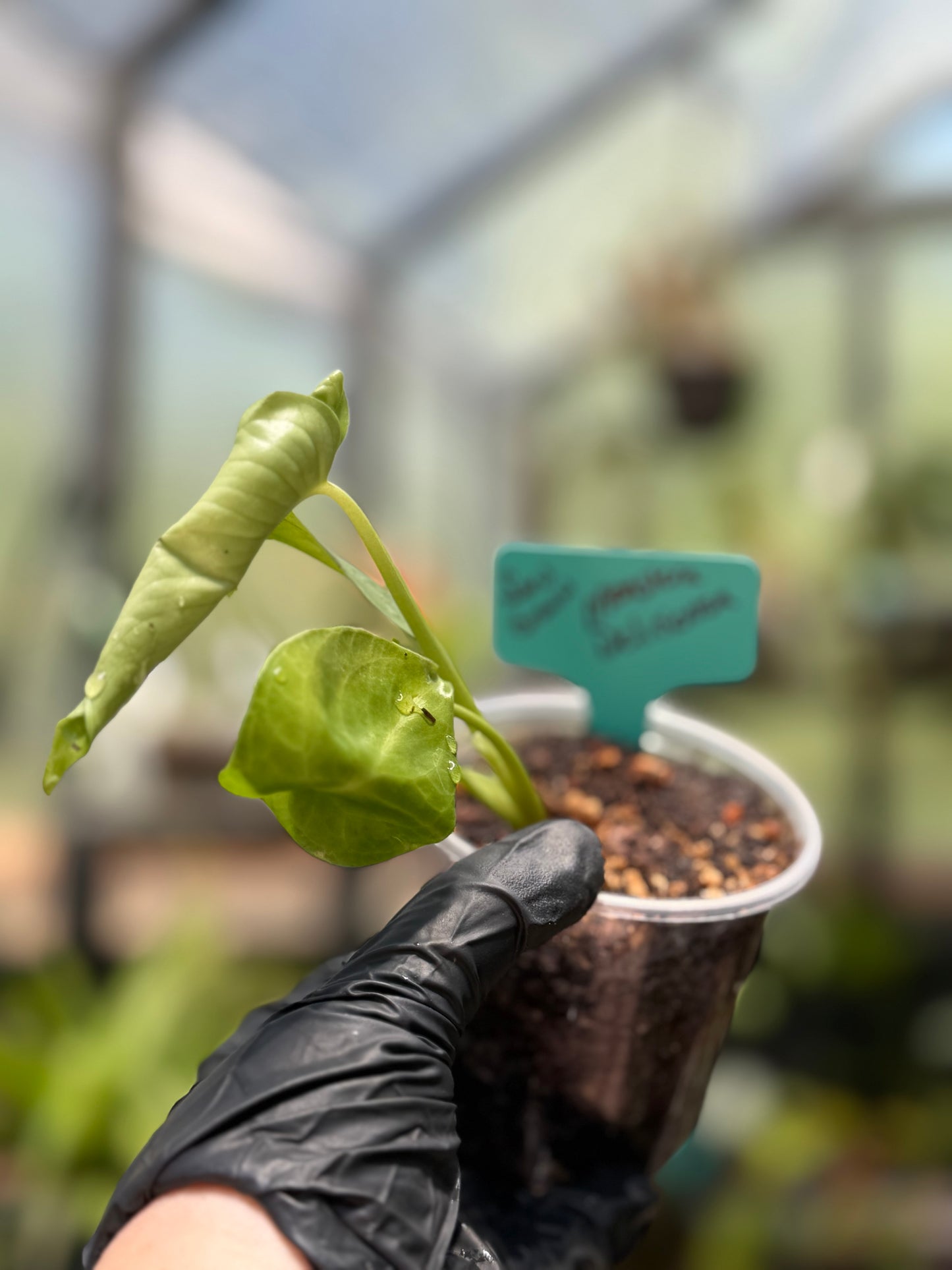 Seed Grown Monstera Deliciousa