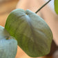 Scindapsus Pictus Platinum Java