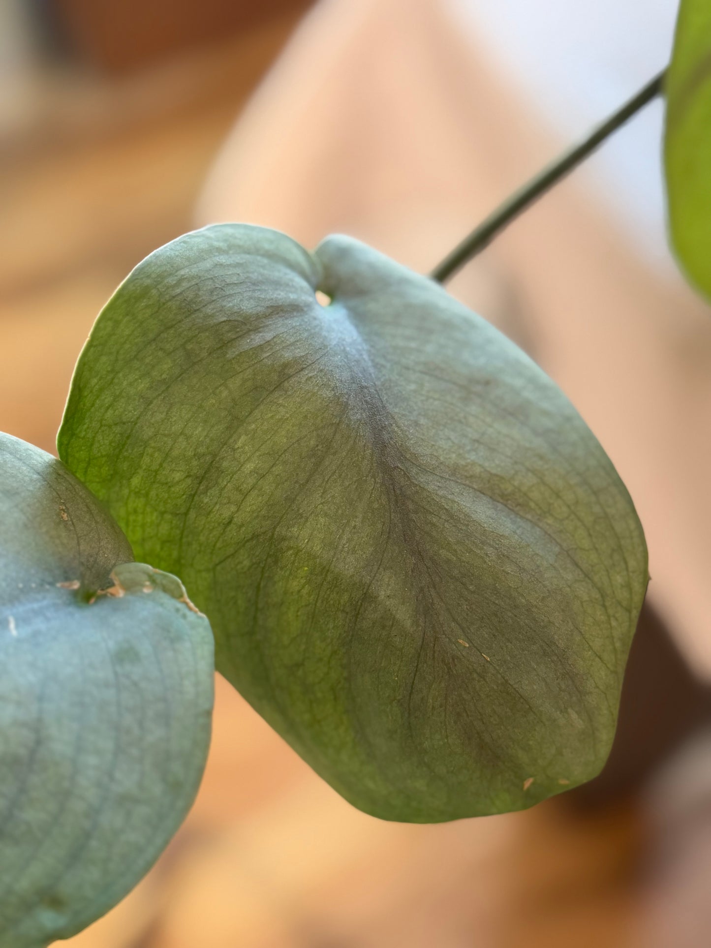 Scindapsus Pictus Platinum Java