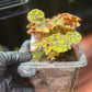 Begonia Tiger Paw