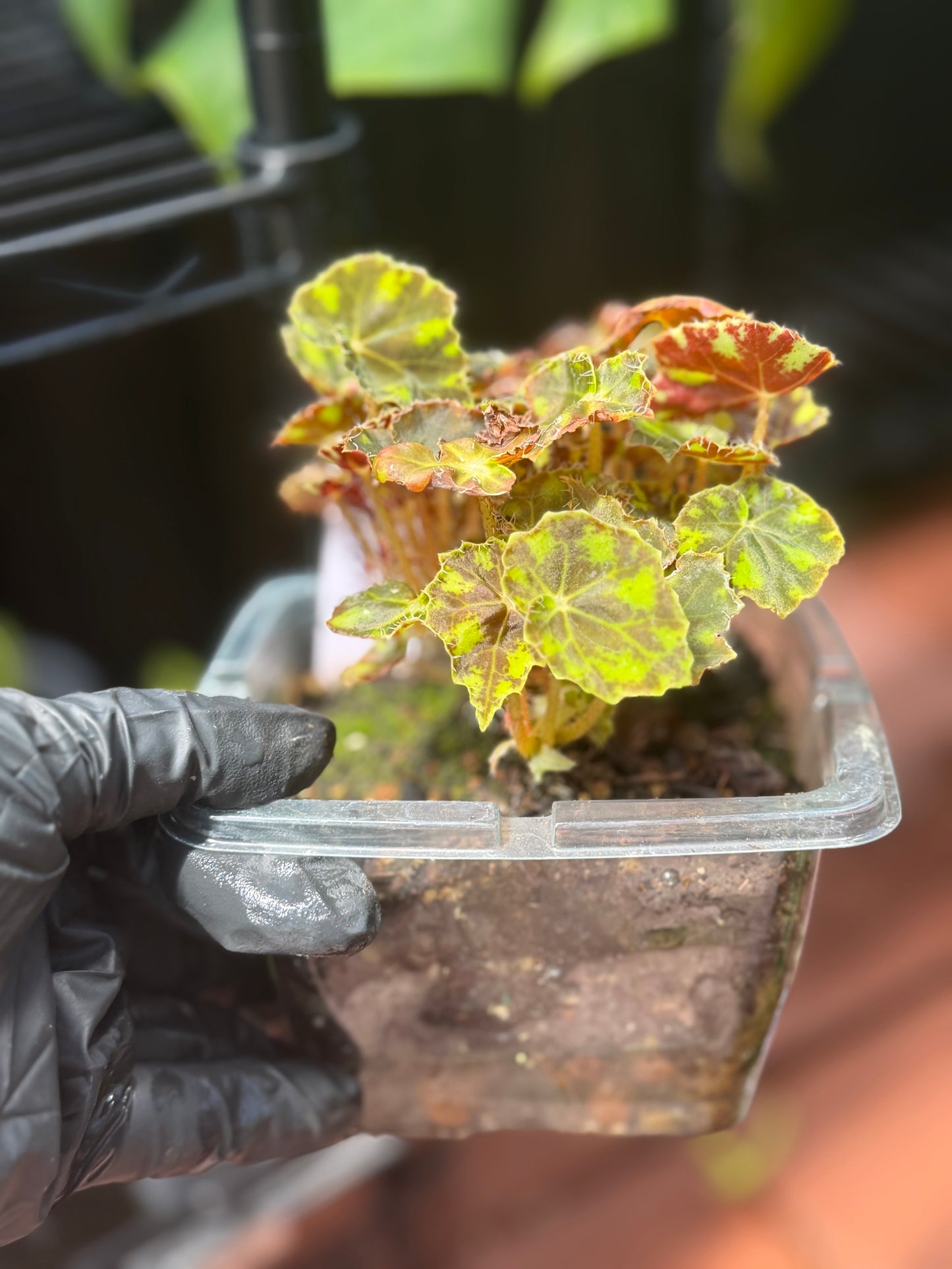 Begonia Tiger Paw
