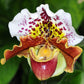 Paphiopedilum Complex Bulldog Orchid Starter