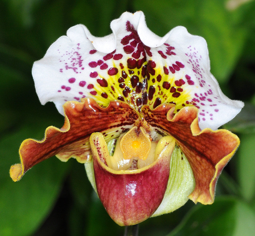 Paphiopedilum Complex Bulldog Orchid Starter