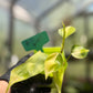 Philodendron Hederaceum Brasil Pothos