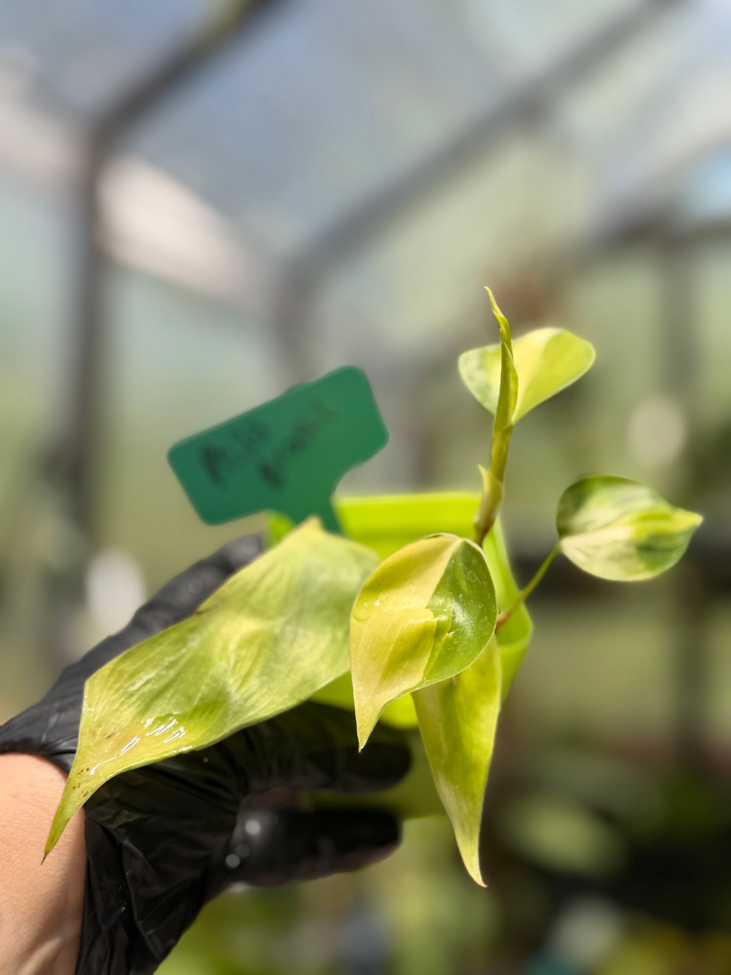 Philodendron Hederaceum Brasil Pothos