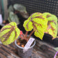 Begonia Masoniana Iron Cross