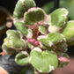 Begonia Saxifraga Pink Sunrise Tricolor Strawberry
