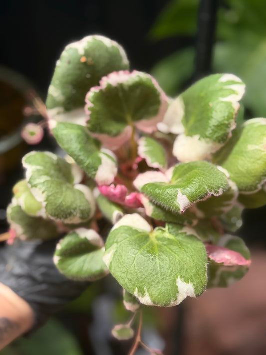 Begonia Saxifraga Pink Sunrise Tricolor Strawberry