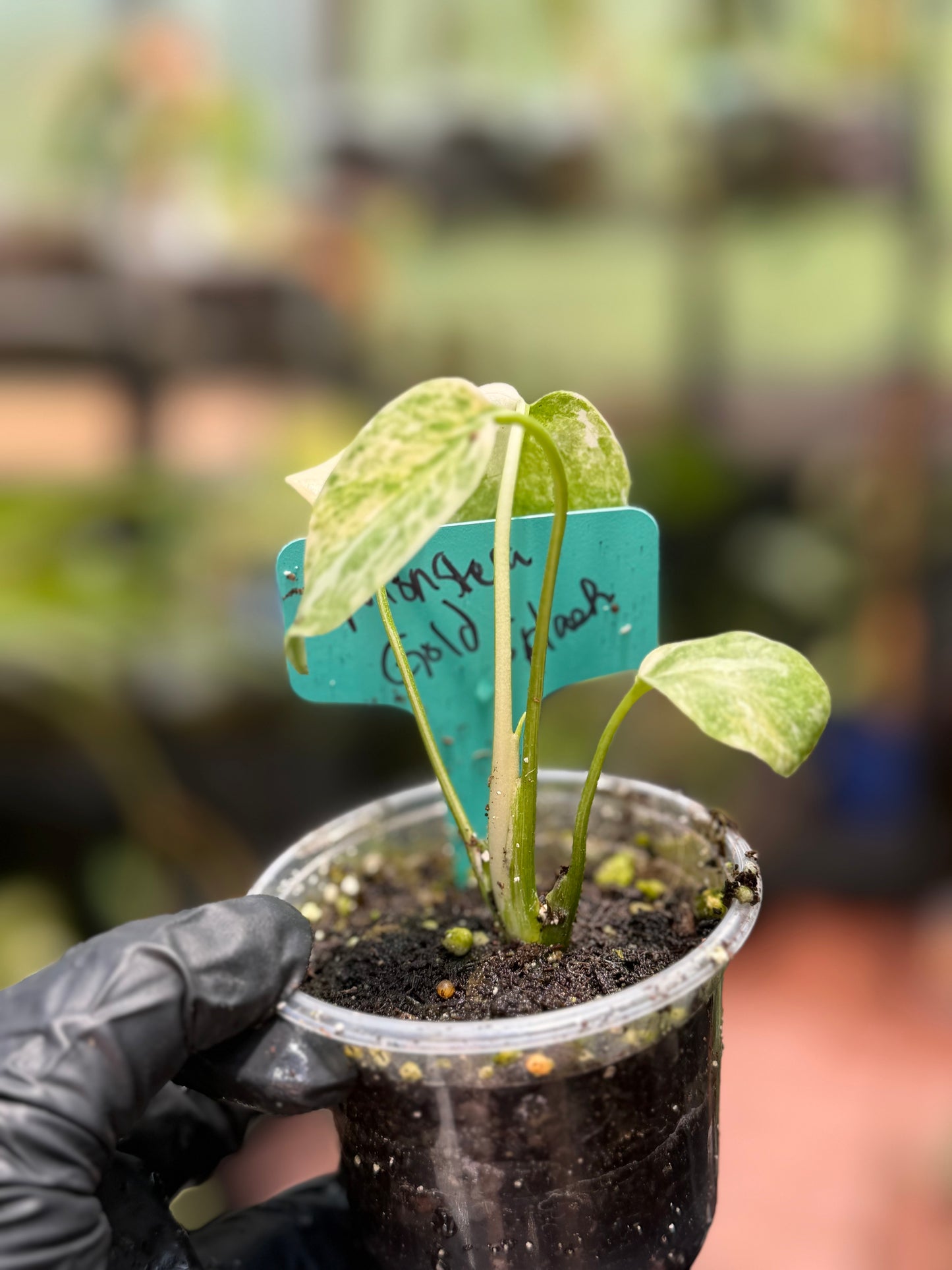 Monstera Gold Splash