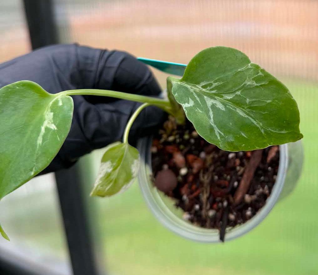 Monstera Deliciosa Vietciosa
