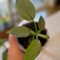 Philodendron Silver Sword