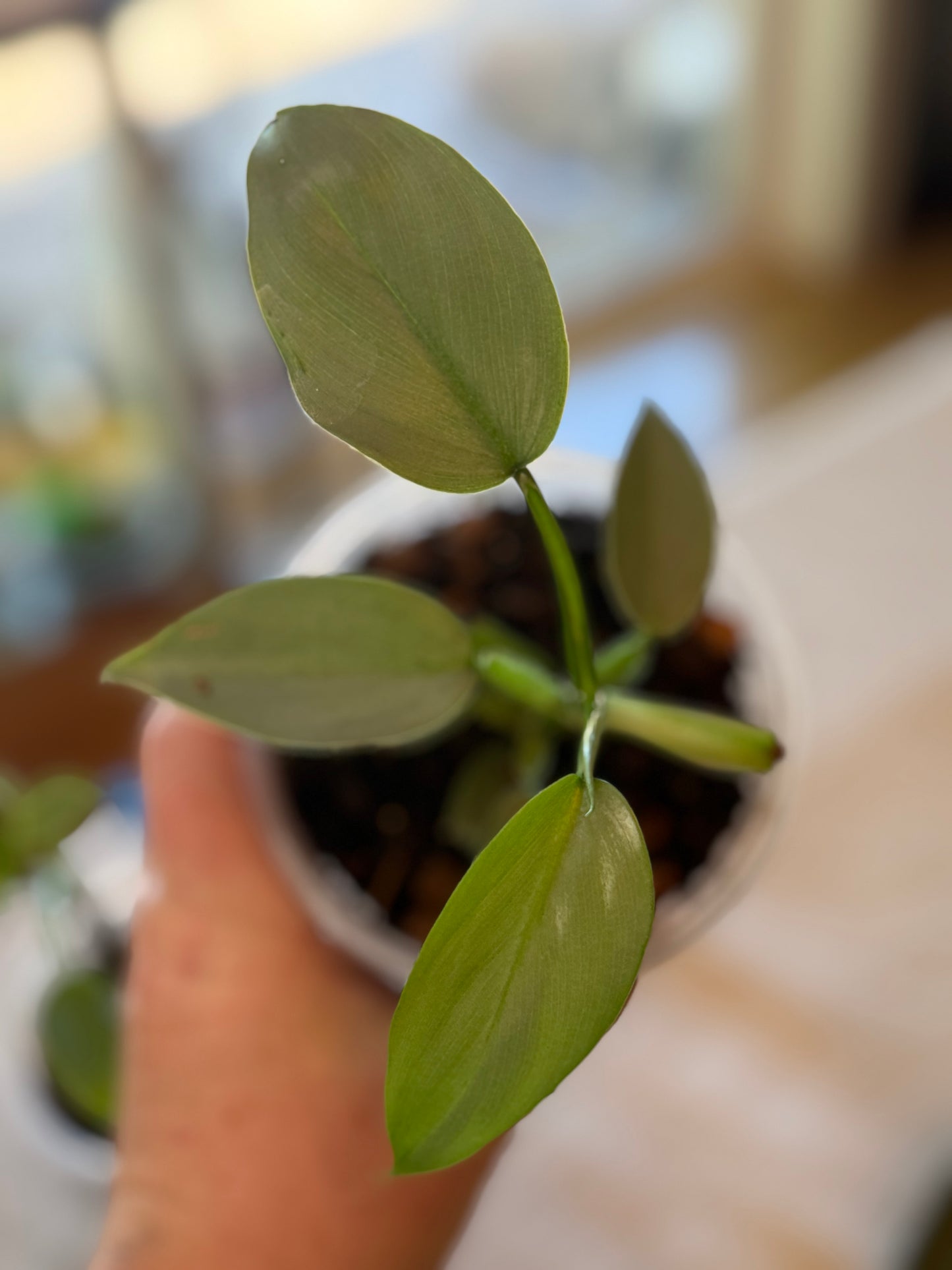 Philodendron Silver Sword