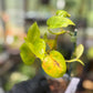 Epipremnum Aureum 'Variegated Neon' Pothos