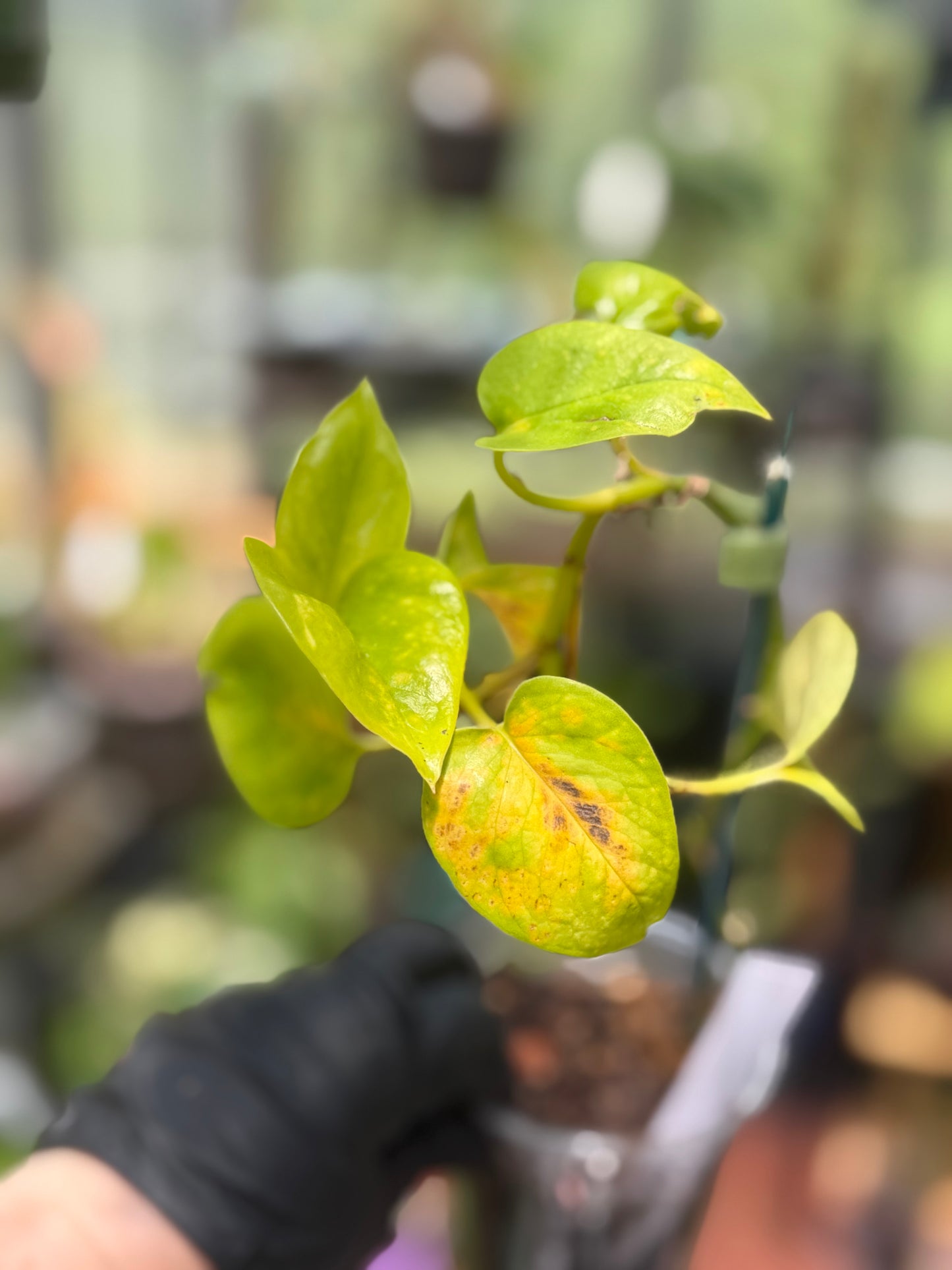 Epipremnum Aureum 'Variegated Neon' Pothos