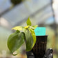 Philodendron Hederaceum Brasil Pothos