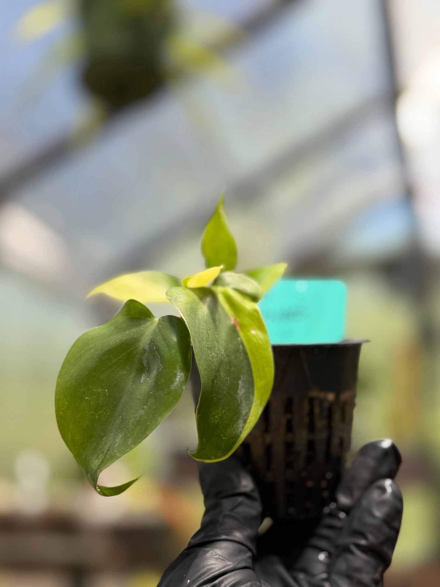 Philodendron Hederaceum Brasil Pothos