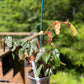 Begonia Ginny Galaxy