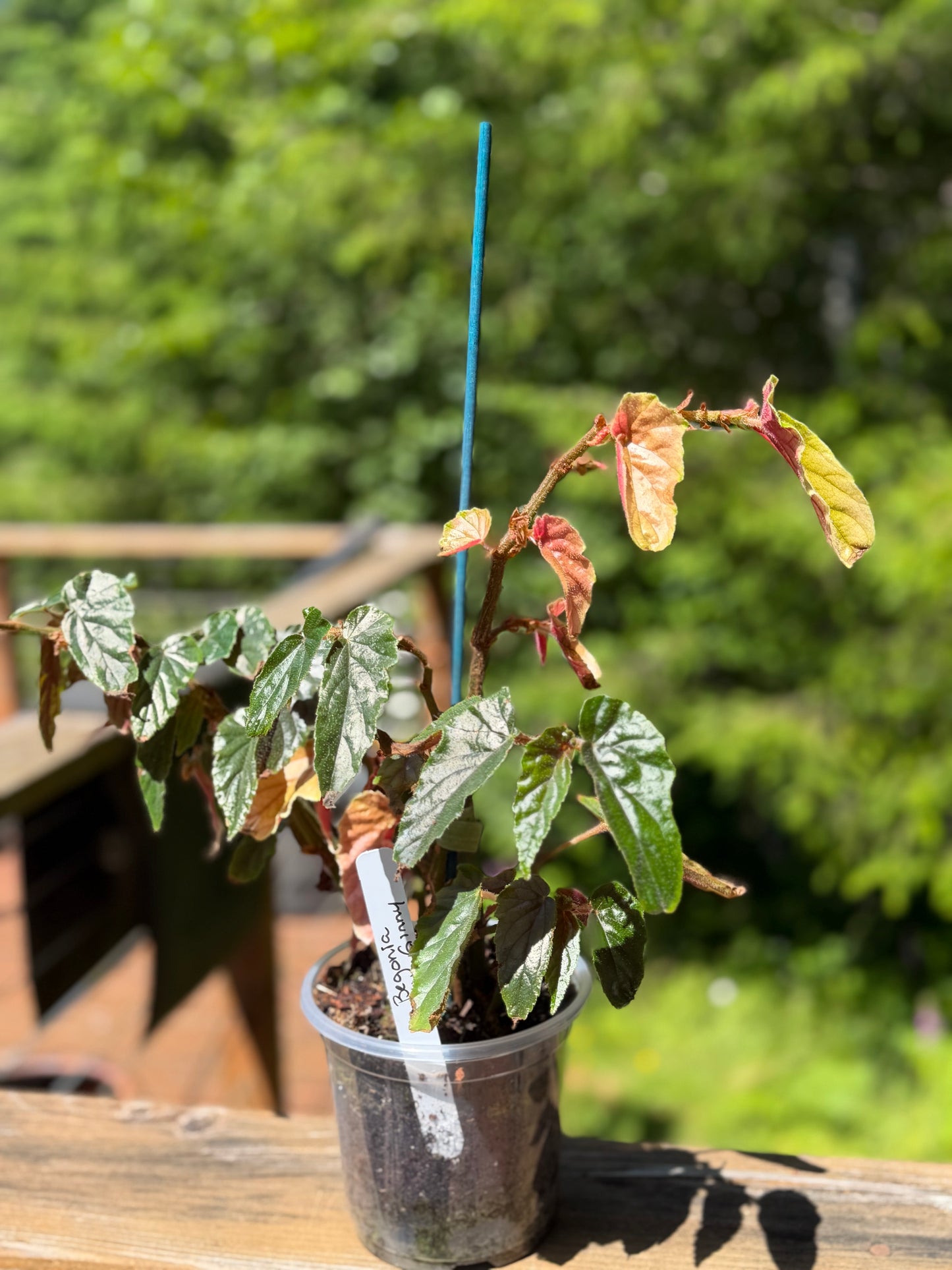 Begonia Ginny Galaxy