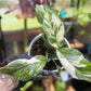 Epipremnum Pinnatum Albo Variegated