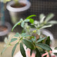 Dwarf Schefflera Arboricola Umbrella Tree