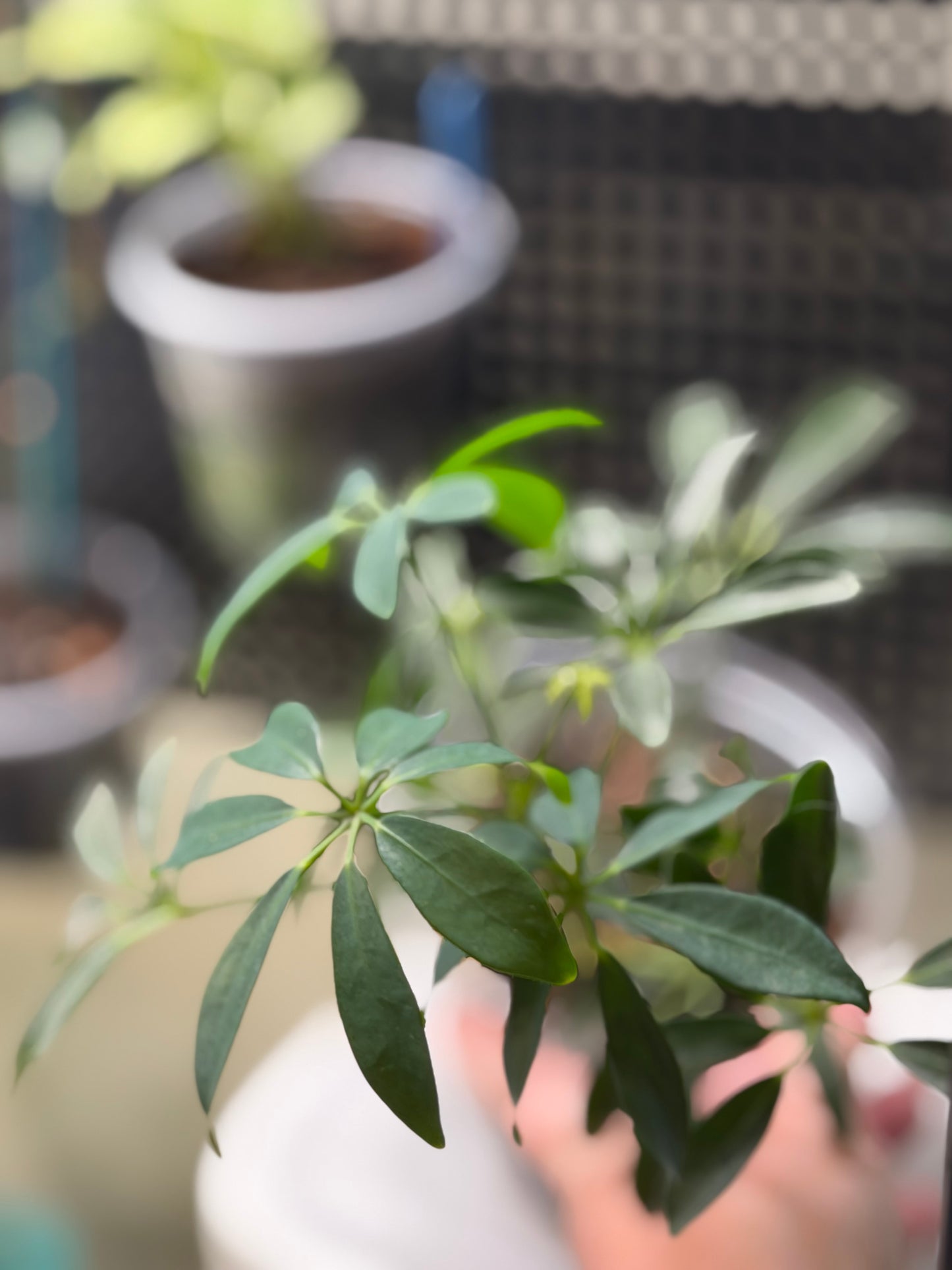 Dwarf Schefflera Arboricola Umbrella Tree