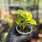 Epipremnum Aureum 'Sunshine Goddess’