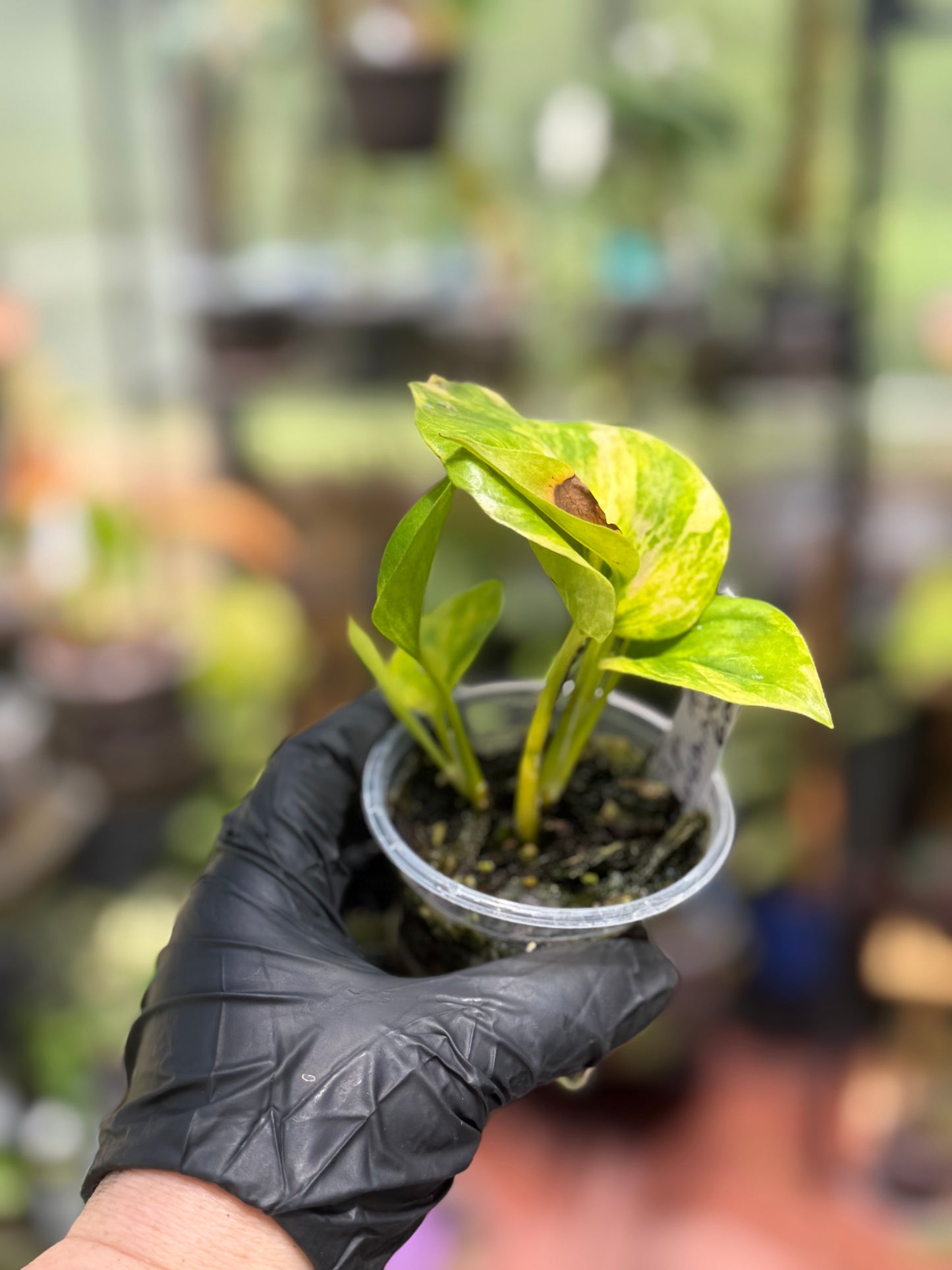 Epipremnum Aureum 'Sunshine Goddess’