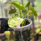 Syngonium Podophyllum 'Green Splash'