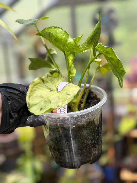 Syngonium Podophyllum 'Green Splash'
