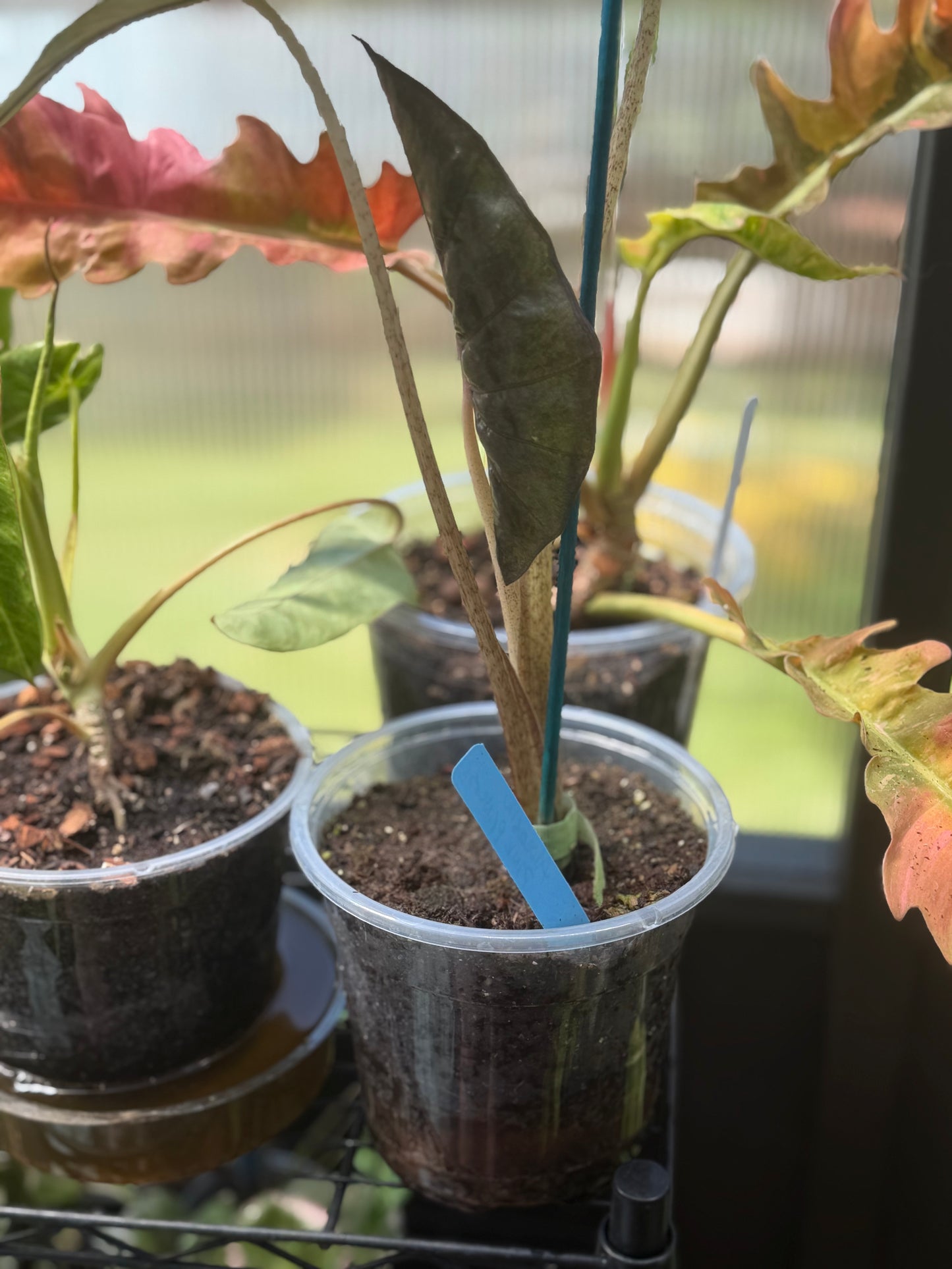 Alocasia Pink Princess