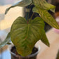 Philodendron Mamei Silver Cloud