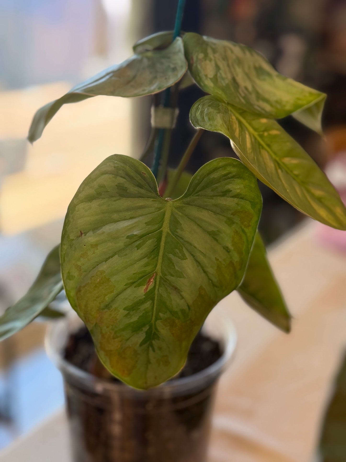 Philodendron Mamei Silver Cloud