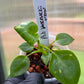 Philodendron Warscewiczii Tricolor