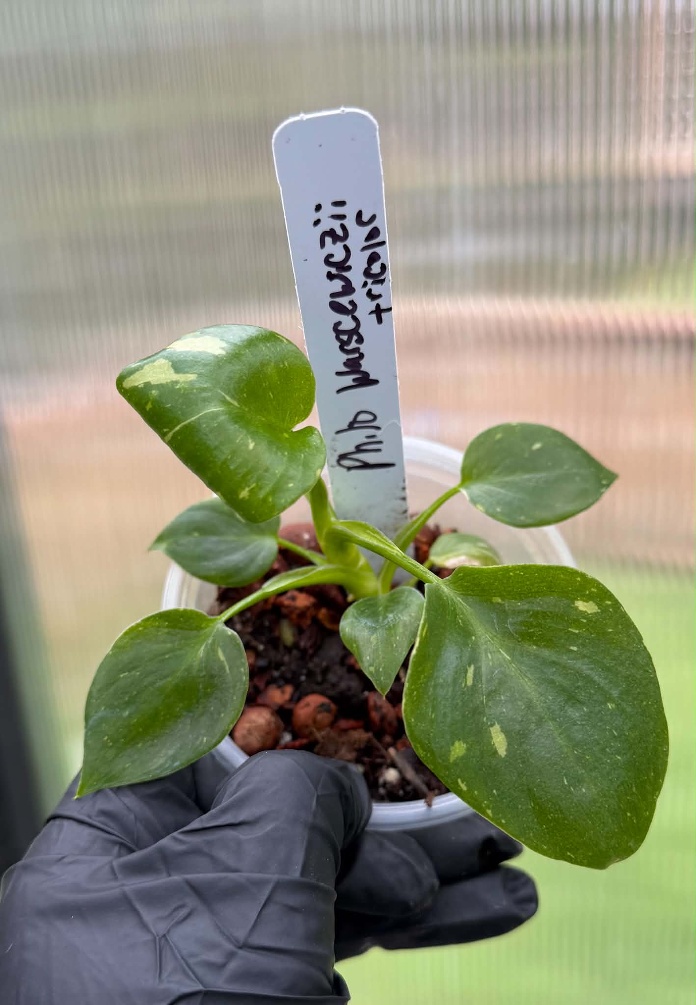 Philodendron Warscewiczii Tricolor