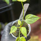 Anthurium Veitchii King