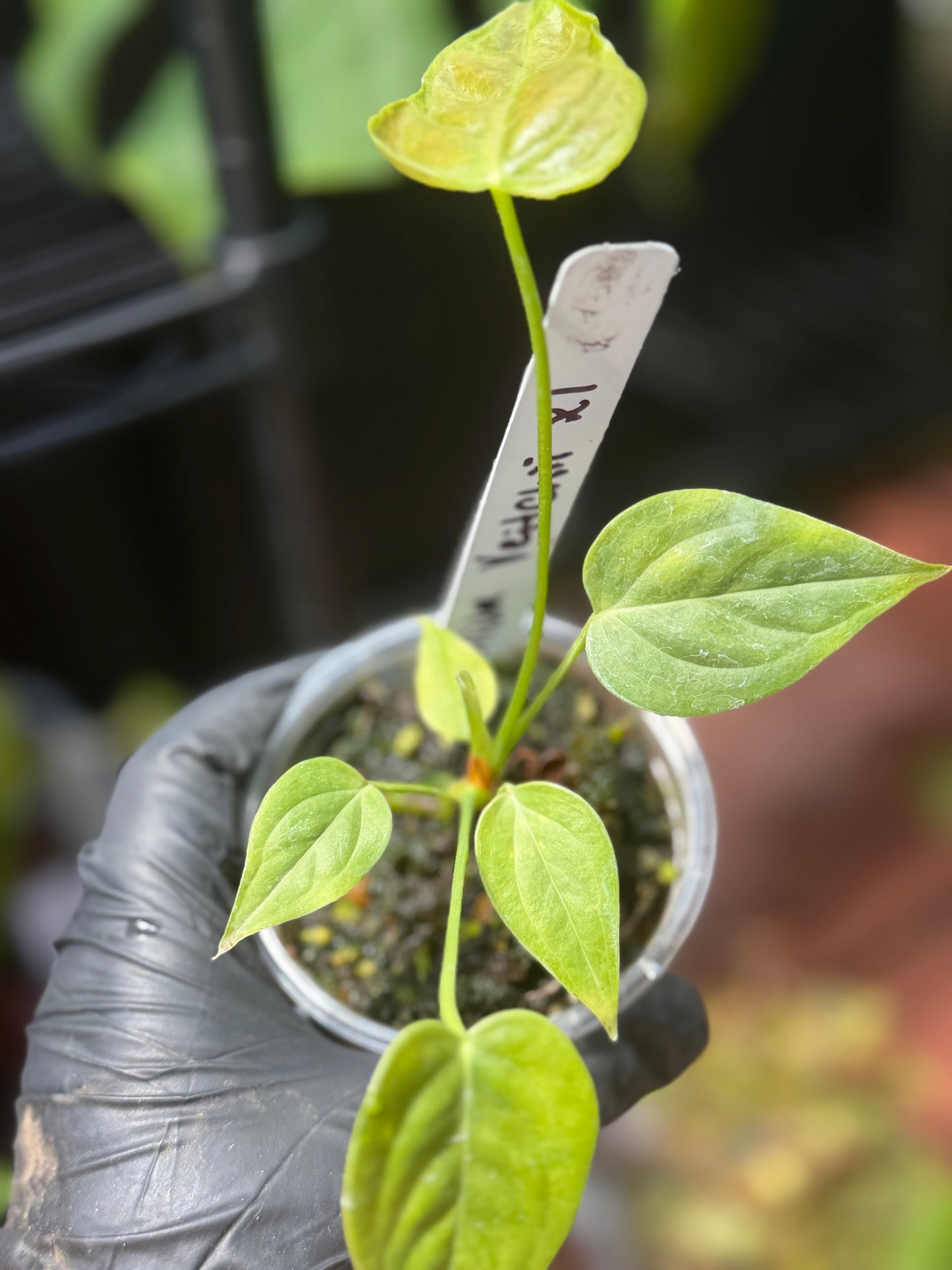 Anthurium Veitchii King