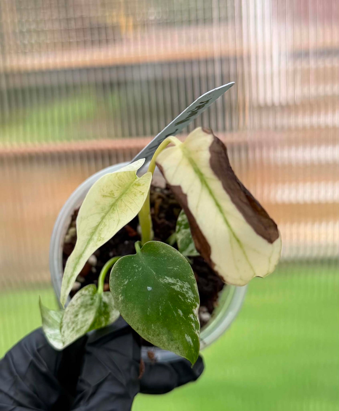 Monstera Deliciosa White Monster
