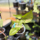Syngonium Milk Confetti