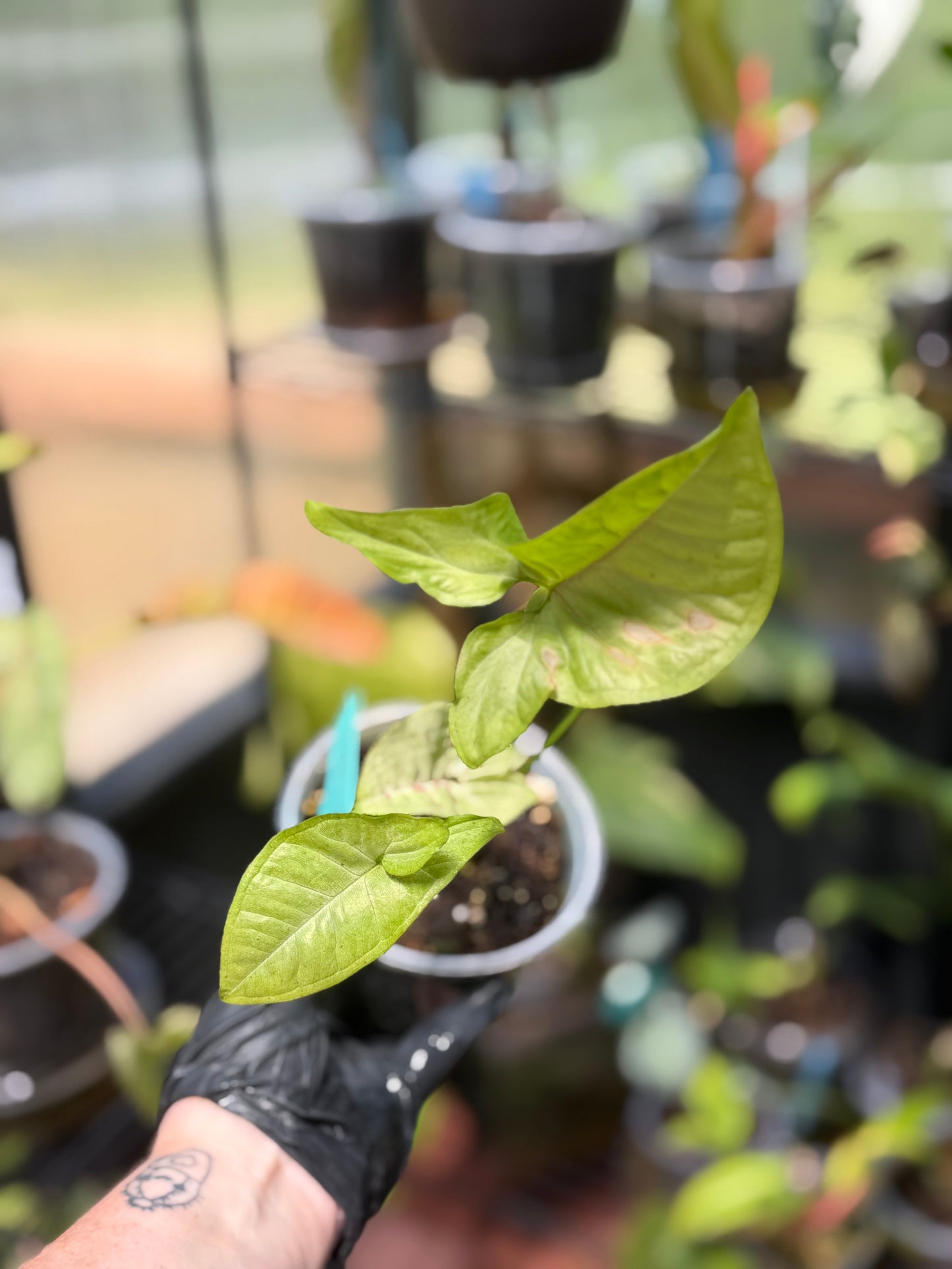 Syngonium Milk Confetti