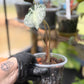 Alocasia Venom