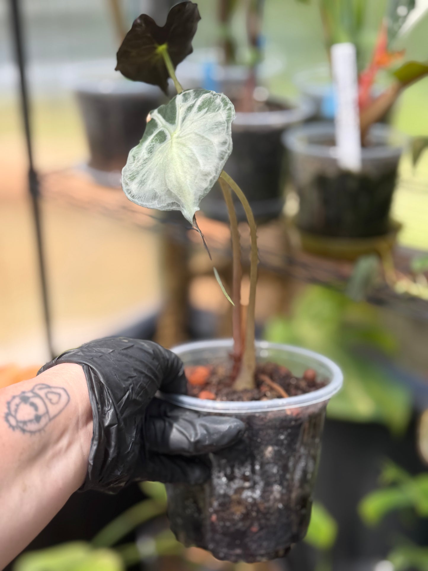 Alocasia Venom