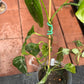 Epipremnum Pinnatum Albo Variegated