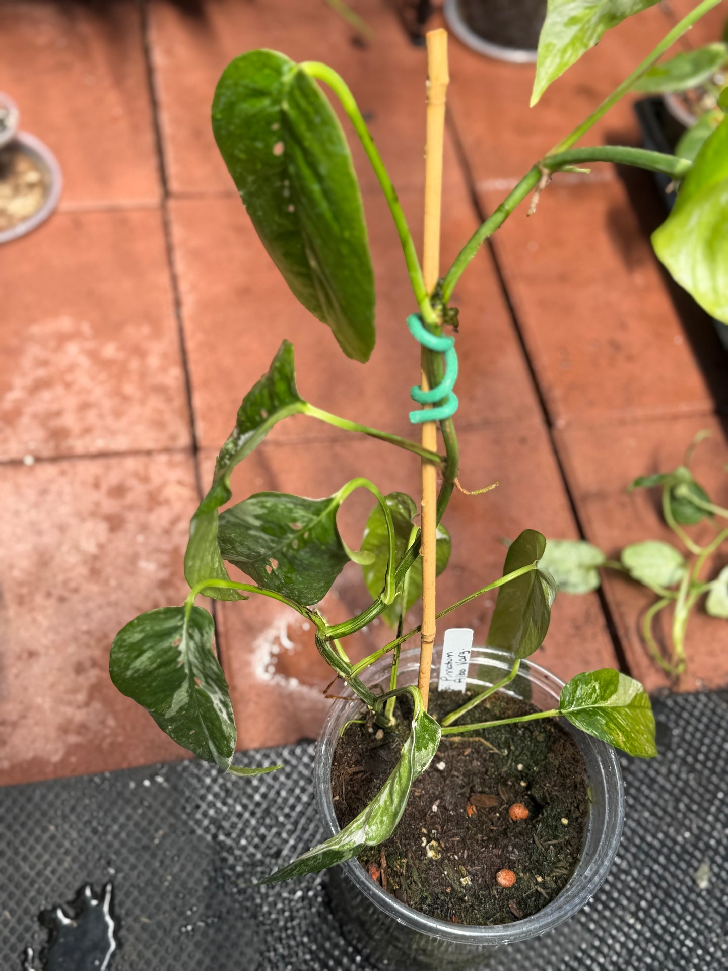 Epipremnum Pinnatum Albo Variegated